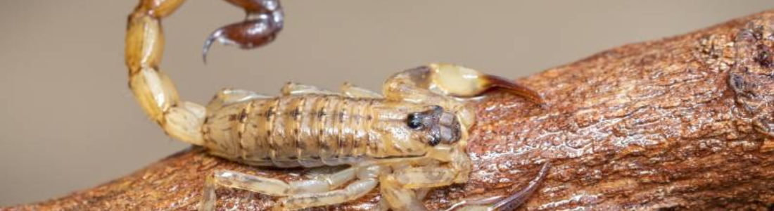 Controle de escorpião  24 HORAS